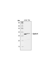 Cell Signaling Cyclin H Antibody