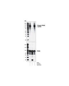 Cell Signaling Phospho-Psd93 (Tyr340) Antibody
