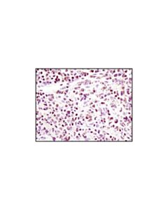 Cell Signaling Foxo1 (C29h4) Rabbit mAb (BSA And Azide Free)