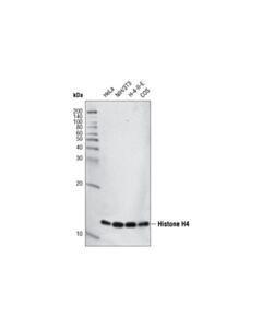 Cell Signaling Histone H4 (L64c1) Mouse mAb