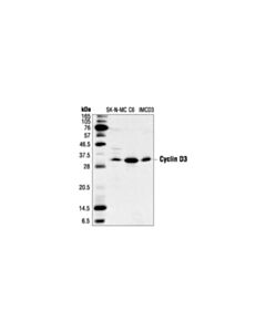 Cell Signaling Cyclin D3 (Dcs22) Mouse mAb