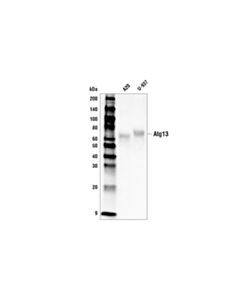 Cell Signaling Atg13 (D4p1k) Rabbit mAb (Biotinylated)