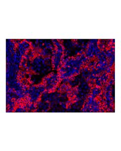 Cell Signaling MHC Class II (LGII-612.14) Mouse Monoclonal Antibody (Alexa Fluor ® 647 Conjugate)