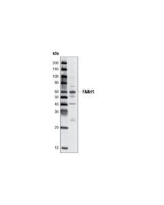Cell Signaling FAAH1 (L14B8) Mouse mAb 20 uL