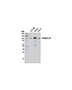 Cell Signaling Integrin Beta3 (D7x3p) Rabbit mAb (BSA And Azide Free)