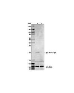 Cell Signaling P21 Waf1/Cip1 (Dcs60) Mouse mAb
