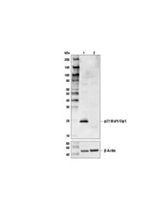 Cell Signaling P21 Waf1/Cip1 (12d1) Rabbit mAb