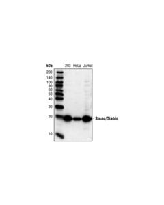 Cell Signaling Smac/Diablo (79-1-83) Mouse mAb 20 uL