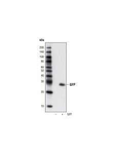 Cell Signaling GFP (4B10) Mouse mAb