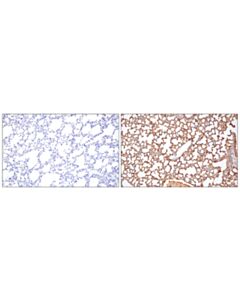 Cell Signaling Gfp (D5.1) Rabbit mAb