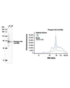Cell Signaling Phospho-Akt (Thr308) (C31E5E) Rabbit mAb 20 uL