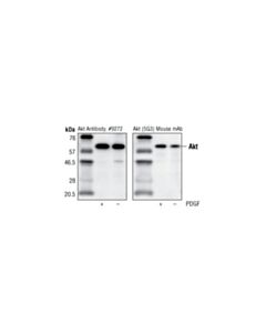 Cell Signaling Akt (5G3) Mouse mAb 20 uL