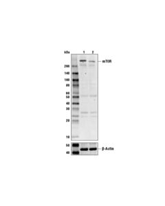 Cell Signaling Mtor Antibody