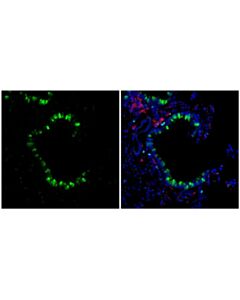 Cell Signaling Fizz1 (E9o2p) Rabbit mAb