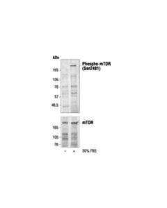 Cell Signaling Phospho-Mtor (Ser2481) Antibody