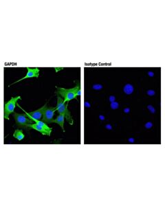 Cell Signaling Rabbit (Da1e) mAb Igg Xp Isotype Control (Alexa Fluor 488 Conjugate)