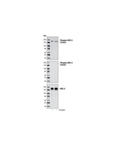 Cell Signaling Phospho-Src-3 (Thr24) Antibody