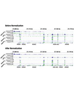 Cell Signaling Drosophila Spike-In Control Kit for CUT&Tag (Rabbit)