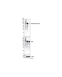 Cell Signaling Whi-P131