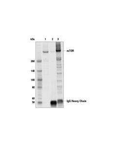 Cell Signaling Mtor (7c10) Rabbit mAb