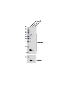 Cell Signaling Transthyretin (D8t4q) Rabbit mAb