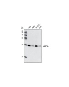 Cell Signaling ASF1A (C6E10) Rabbit mAb 20 uL