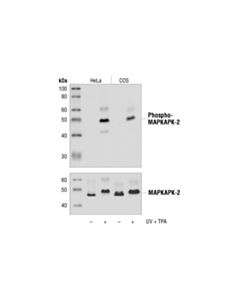 Cell Signaling Phospho-Mapkapk-2 (Thr334) (27b7) Rabbit mAb