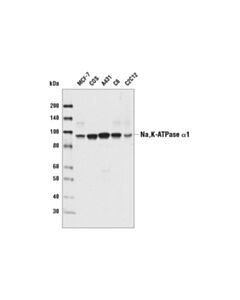 Cell Signaling Na,K-Atpase Antibody