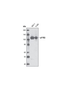 Cell Signaling Pi3 Kinase P110beta (C33d4) Rabbit mAb
