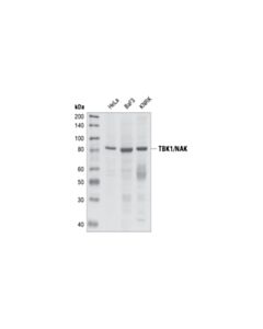 Cell Signaling Tbk1/Nak Antibody
