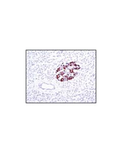 Cell Signaling Insulin (C27c9) Rabbit mAb
