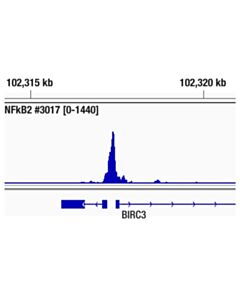 Cell Signaling Nf-Kappab2 P100/P52 (18d10) Rabbit mAb