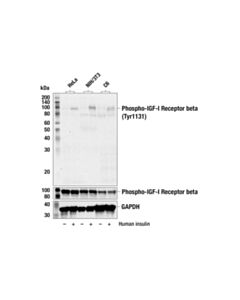 Cell Signaling Phospho-Igf-I Receptor Beta (Tyr1131)/Insulin Receptor Beta (Tyr1146) Antibody