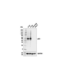 Cell Signaling p53 (E9B5W) Rabbit mAb 20 uL