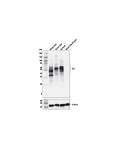 Cell Signaling Tau 4r Antibody