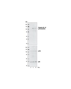Cell Signaling Nf-Kappab1 P105/P50 Antibody