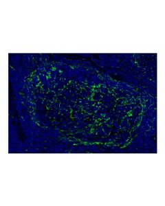 Cell Signaling CD200 (E5I9V) XP ® Rabbit mAb (Alexa Fluor ® 488 Conjugate)