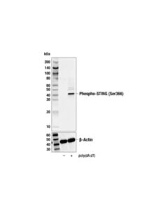 Cell Signaling Phospho-Sting (Ser366) (E9a9k) Rabbit mAb (Biotinylated)