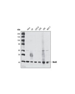 Cell Signaling Bub3 Antibody