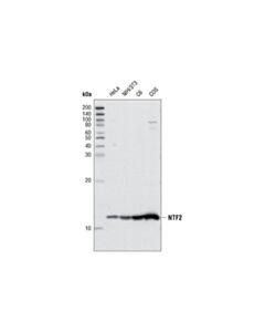 Cell Signaling NTF2 (5A3) Mouse mAb 20 uL