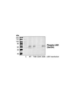 Cell Signaling Phospho-Lkb1 (Ser334) Antibody
