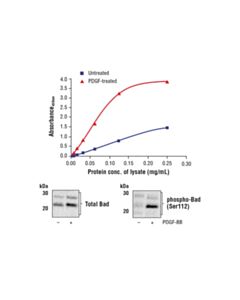 Cell Signaling FastScan™ Phospho-Bad (Ser112) ELISA Kit