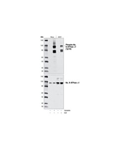 Cell Signaling Phospho-Na,K-Atpase Alpha1 (Tyr10) Antibody