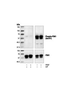 Cell Signaling Phospho-Pdk1 (Ser241) Antibody