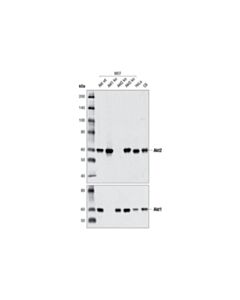 Cell Signaling Akt2 (D6g4) Rabbit mAb