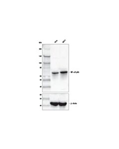 Cell Signaling Nf-Kappab P65 (D14e12) Xp Rabbit mAb (Biotinylated)
