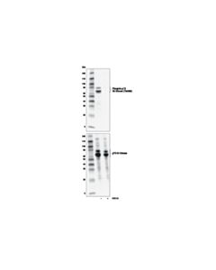 Cell Signaling Ink128