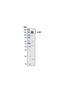 Cell Signaling C-Kit (D13a2) Xp Rabbit mAb