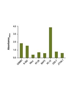 Cell Signaling Total B-Raf Matched Antibody Pair