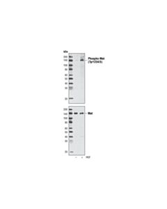 Cell Signaling Phospho-Met (Tyr1234/1235) (D26) Xp Rabbit mAb